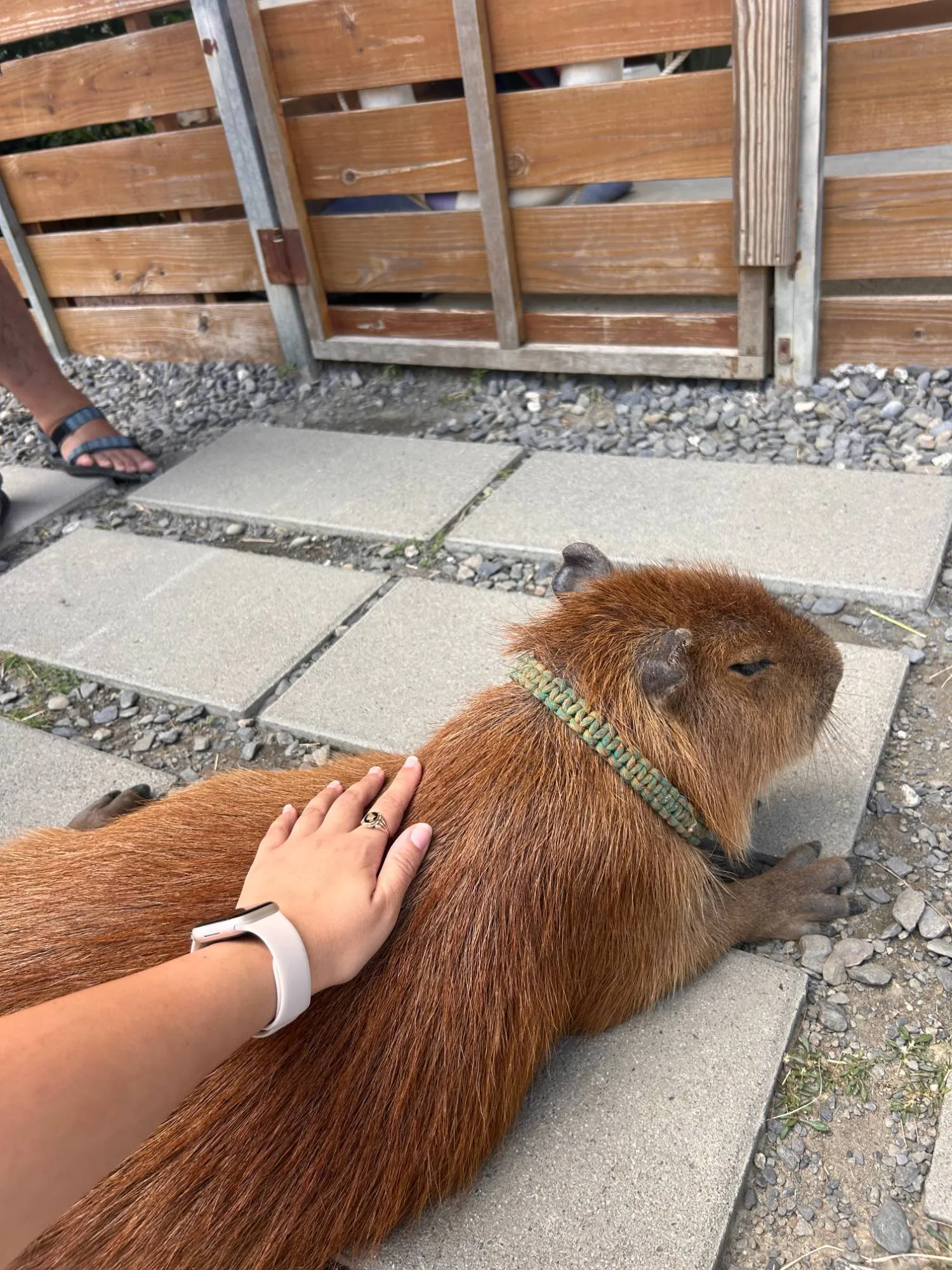 A hand resting on the back of a capybara lying on paving stones